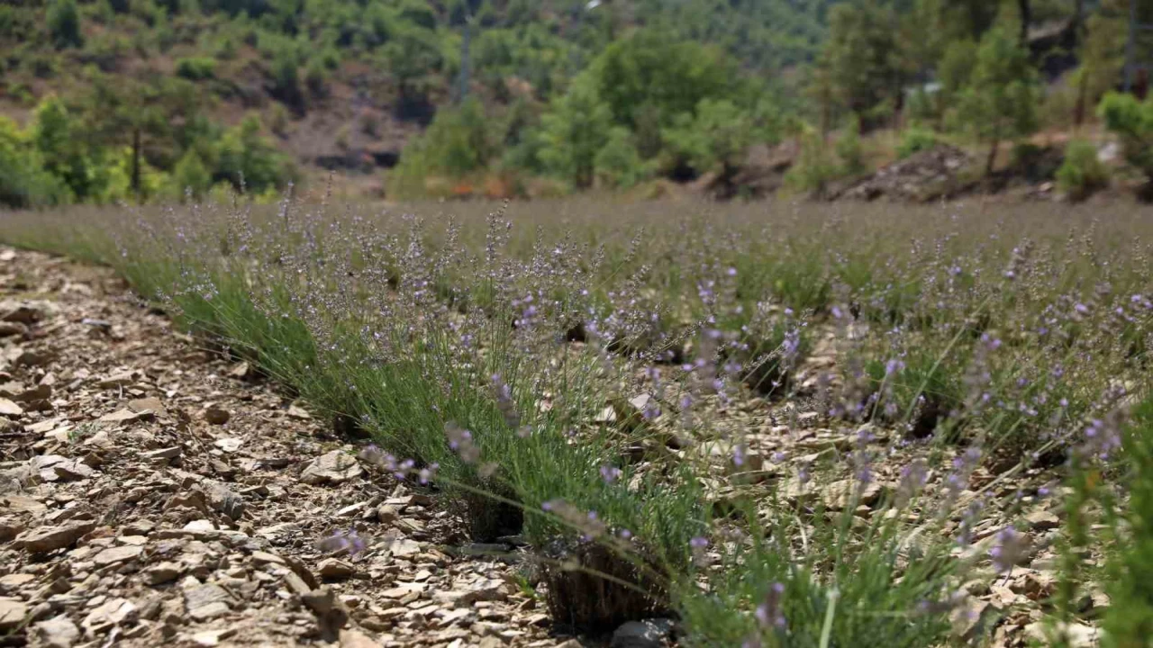 Alanya Belediyesinin lavanta bahçesinde ilk hasat yapıldı