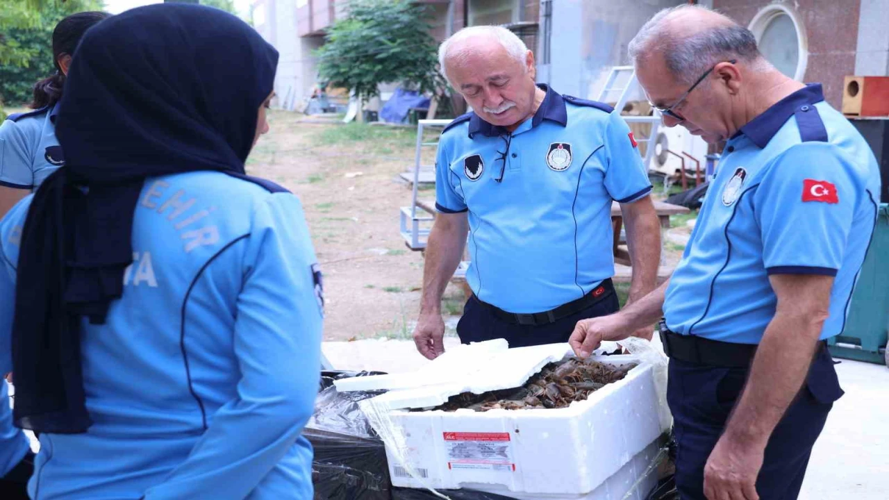 Antalya Otobüs Terminalinde kerevit operasyonu: 90 kilogram ele geçirildi