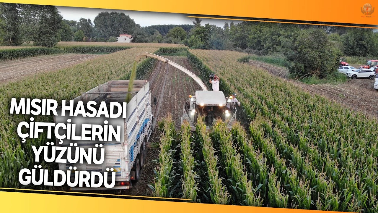 Arsuzda silajlık mısır hasadı başladı