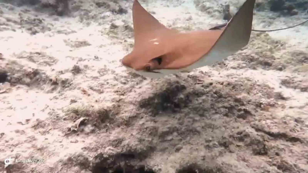 Atlantik kökenli inek burunlu vatoz Akdenizde ilk kez görüntülendi