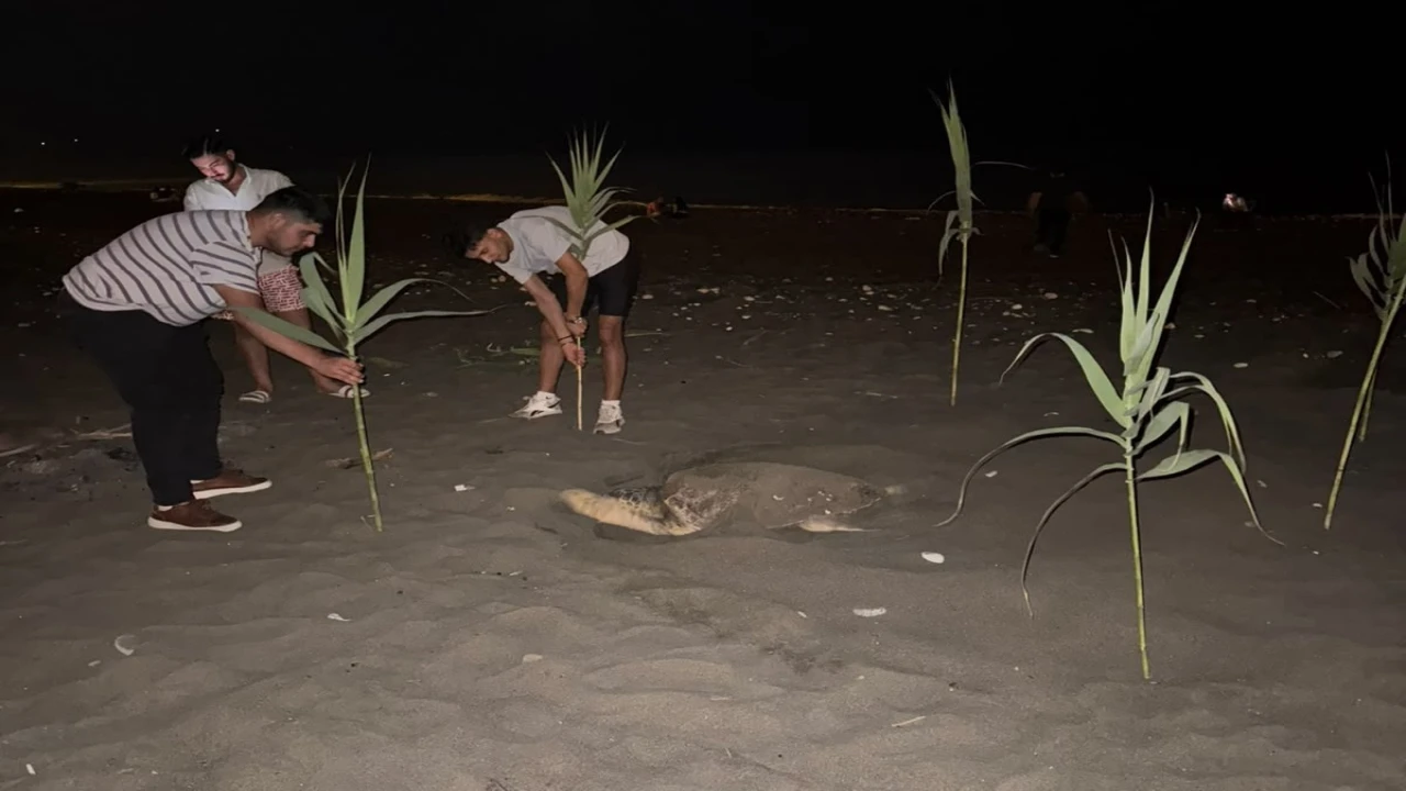 Caretta carettayı yuva yaparken gören gençler, duyarlılık gösterdi önlem aldı