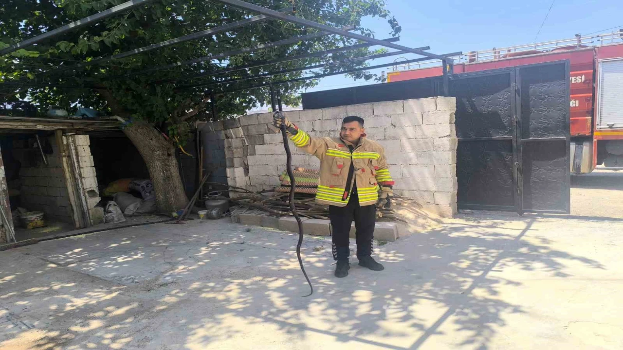Evin bahçesinde görülen 2 karayılan paniğe neden oldu