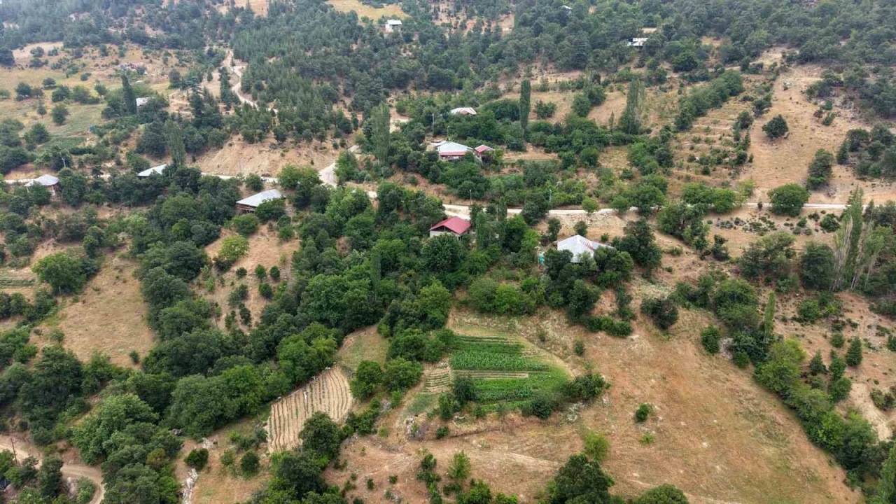 Fekenin dağ köyünde sarı kantaron ve kekik geleneksel yöntemlerle şifa kaynağına dönüşüyor