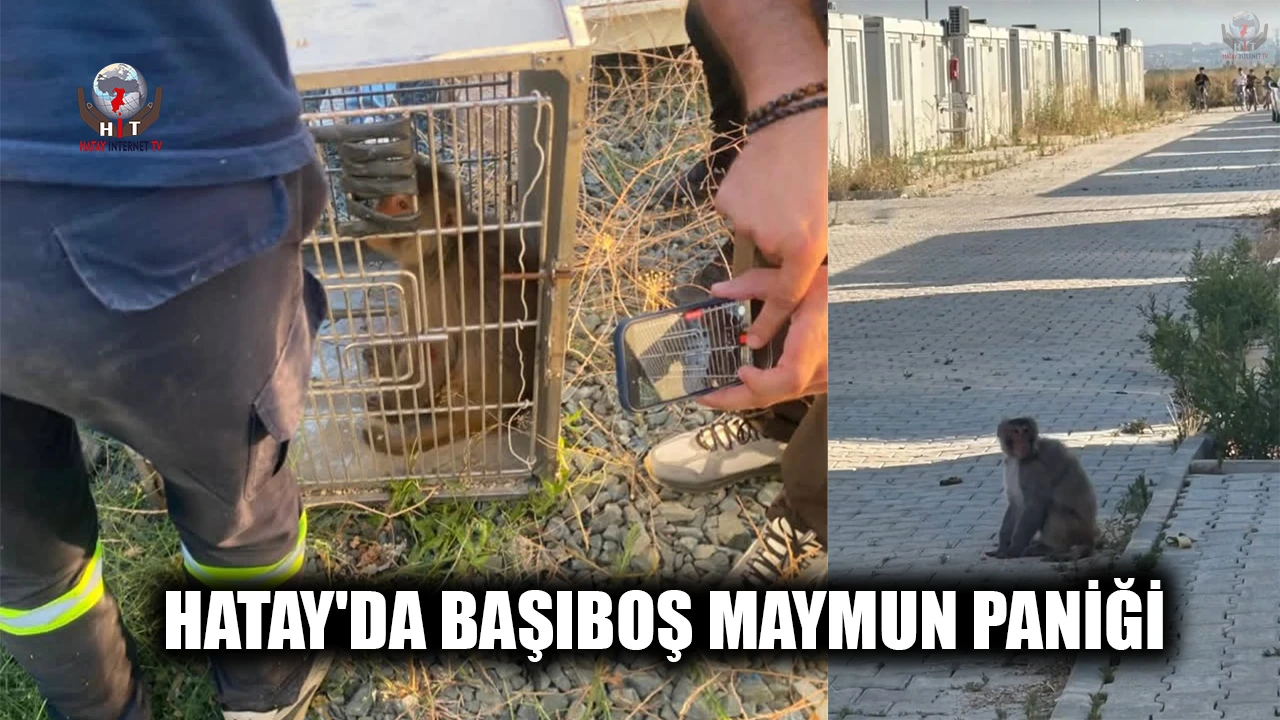 HATAY'DA BAŞIBOŞ MAYMUN PANİĞİ
