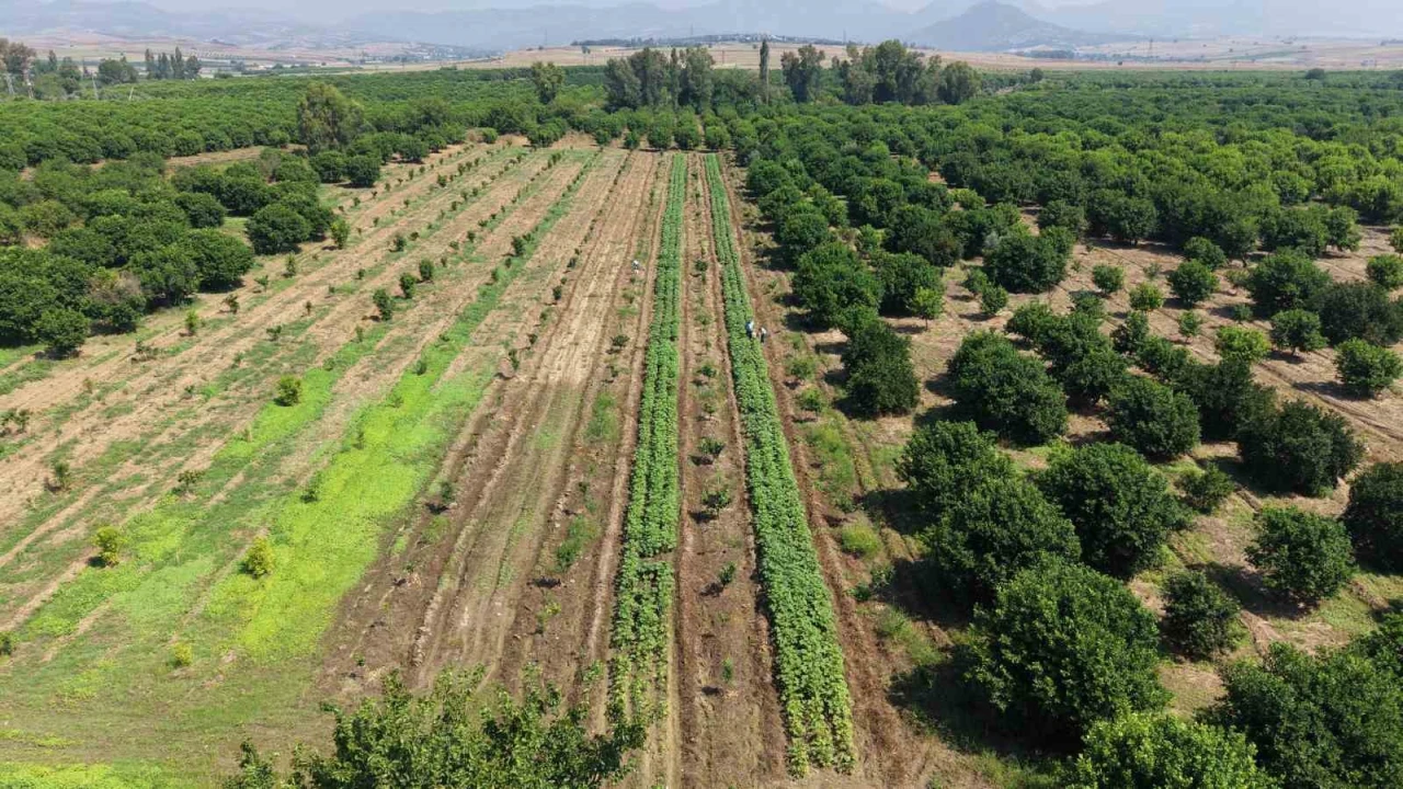 Kozanda bamya hasadı başladı, tarlada kilosu 150 TL