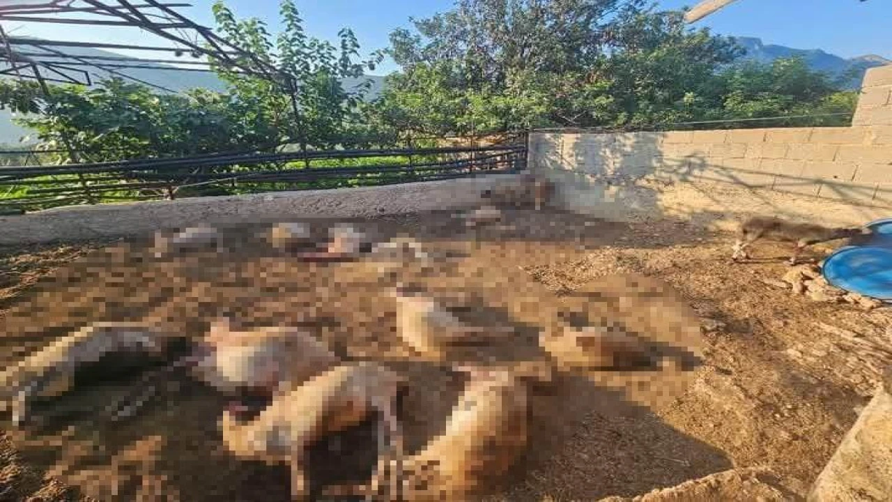 Mersinde ağıla giren kurtlar 29 koyunu telef etti