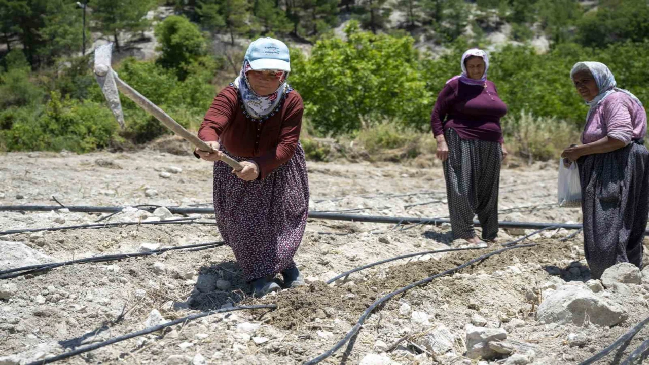 Mersinde atalık Leklek fasulyesi yeniden toprakla buluştu