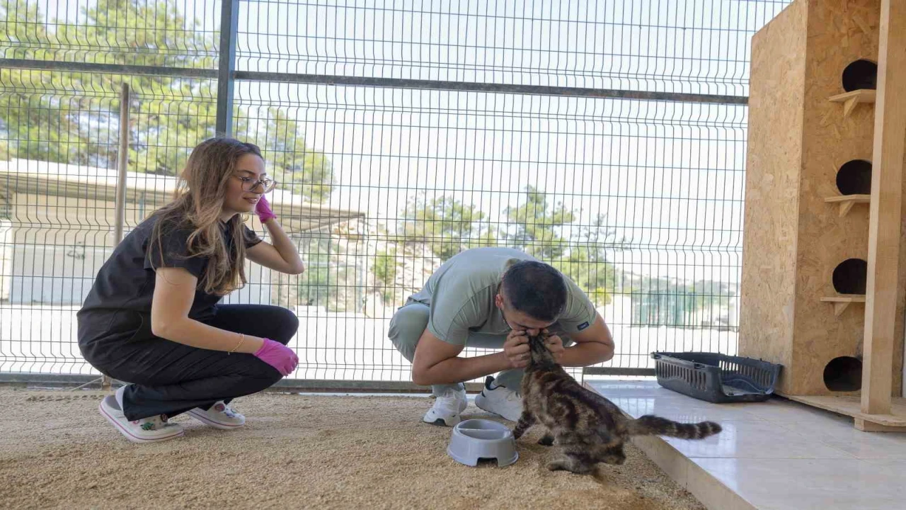 Mersinde yaralı hayvanlar yeniden yaşama tutunuyor