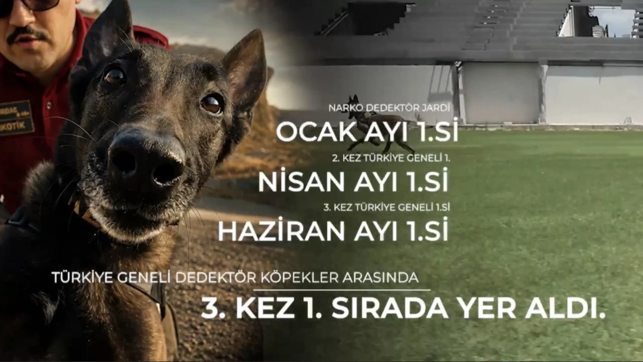 Narkotik köpeği ‘Jardi üçüncü kez zirvede