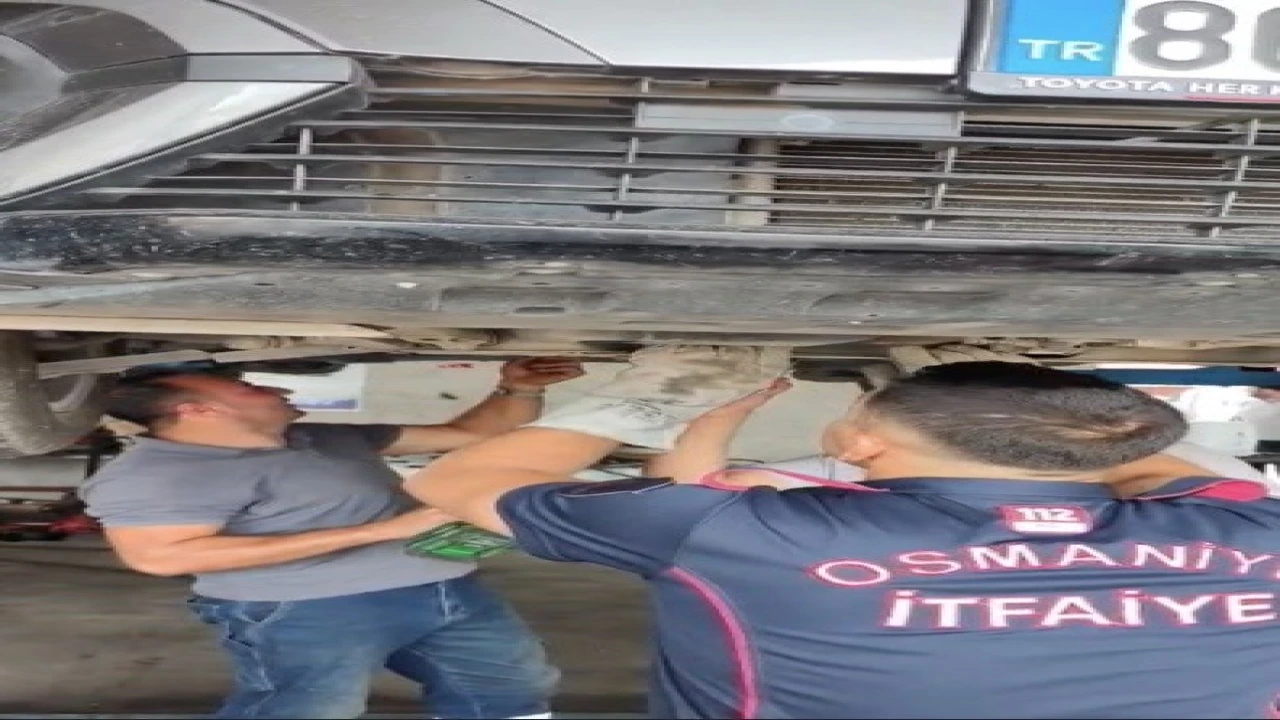Osmaniyede otomobilin motoruna sıkışan yavru kedi kurtarıldı