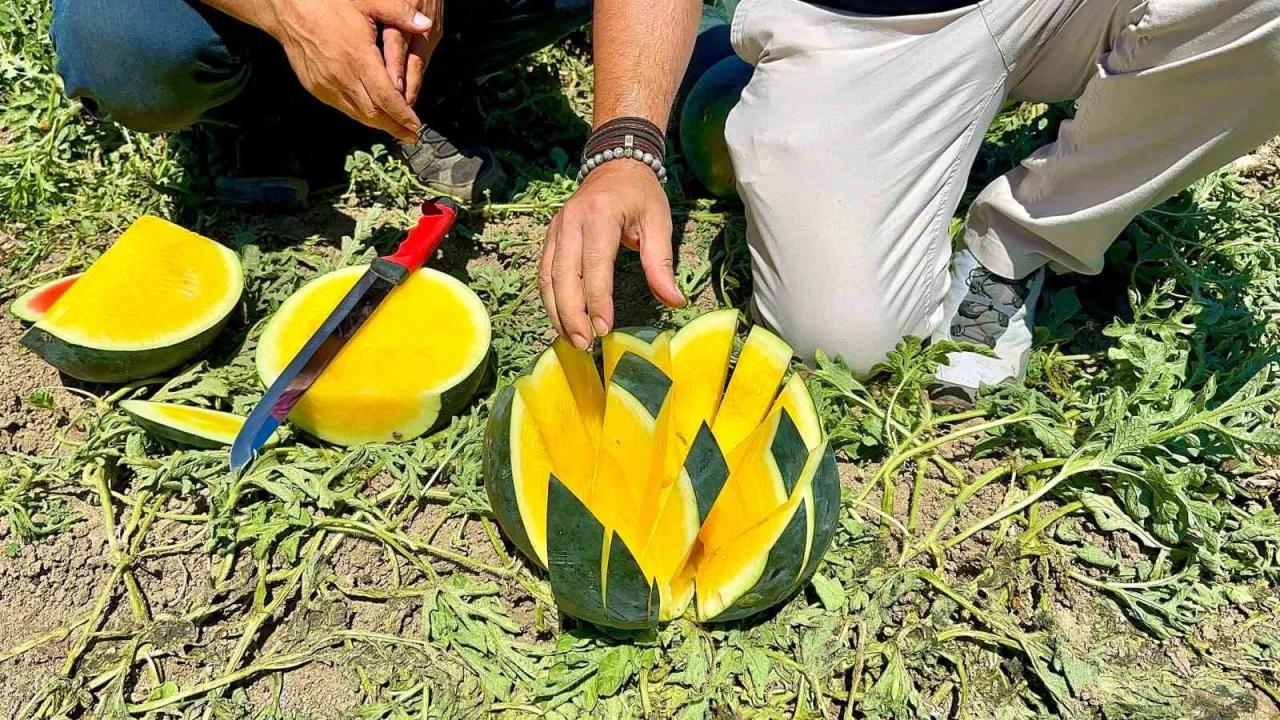 Tropical Sunshine üreticinin yüzünü güldürüyor