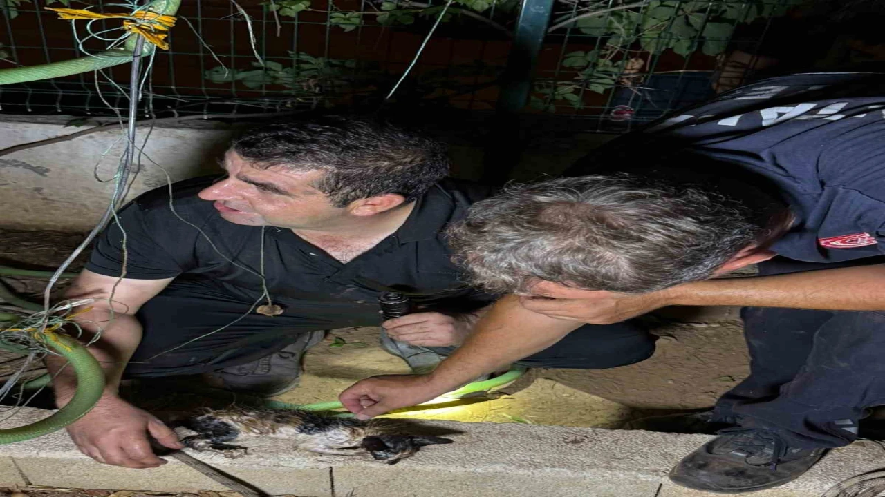 30 metrelik sondaj kuyusuna düşen yavru kedi itfaiyenin 5 saatlik film gibi operasyonu ile kurtarıldı