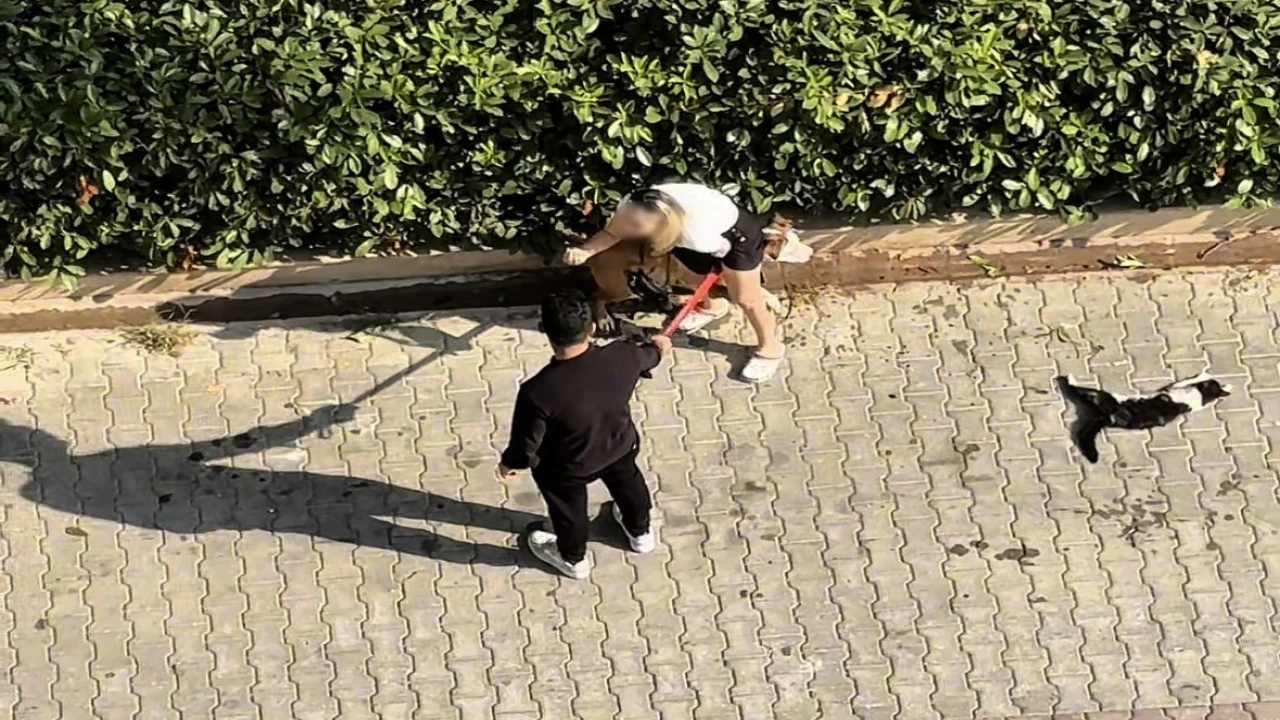Ağızlıksız gezdirilen Pitbull kediyi parçaladı: Sahibi polisi aramayın diye yalvardı