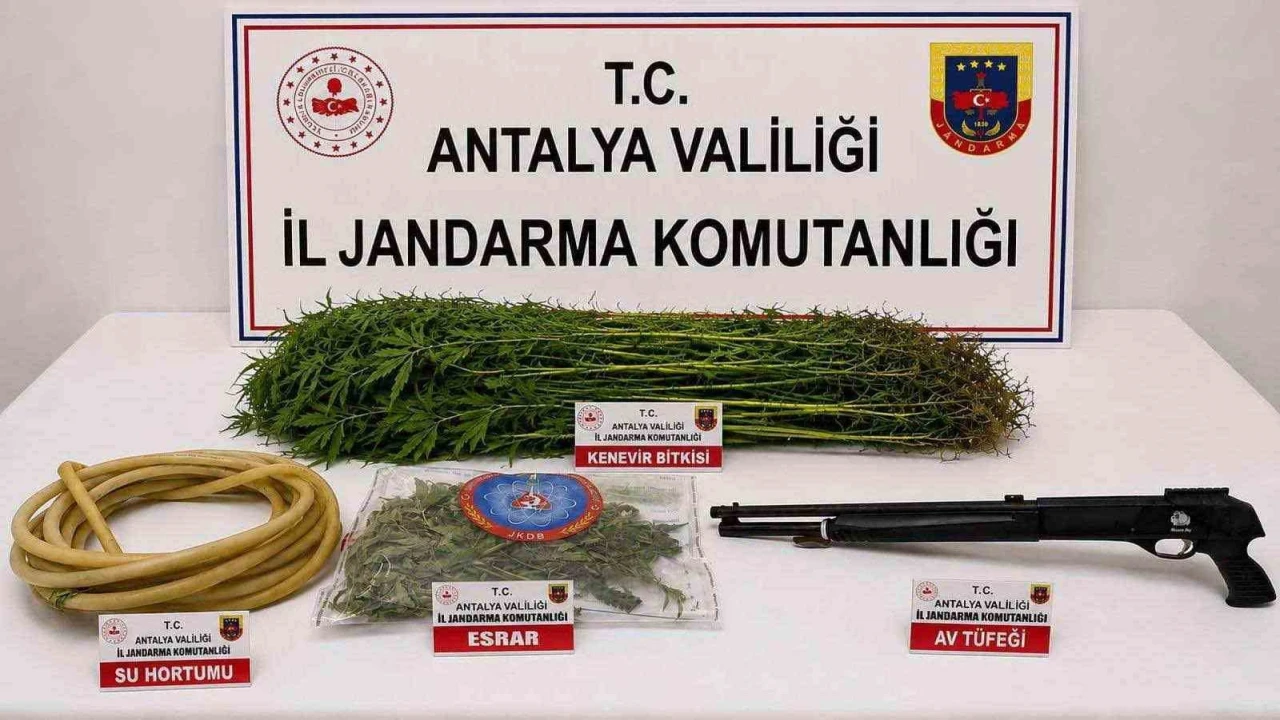 Alanyada 120 kök kenevir ele geçirildi