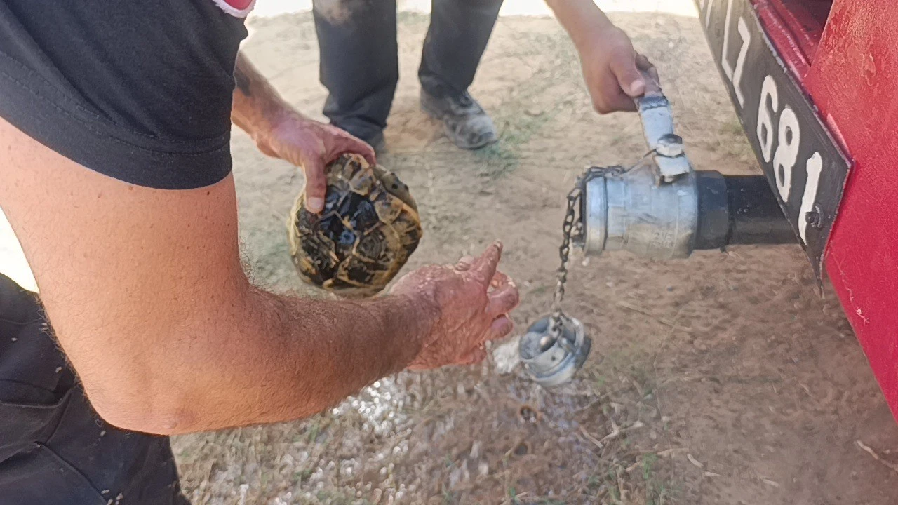Alevlerden korunmak için kendini toprağa gömmeye çalışan kaplumbağayı ekipler kurtardı