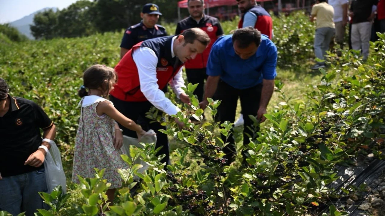 Andırında aronya hasadı