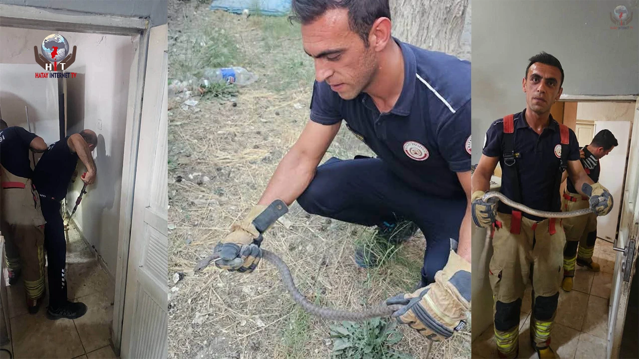 Antakyada evlere giren yılanlar yakalandı