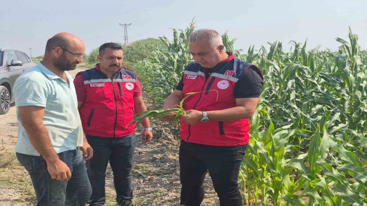 Antakyada mısır hasadı devam ediyor