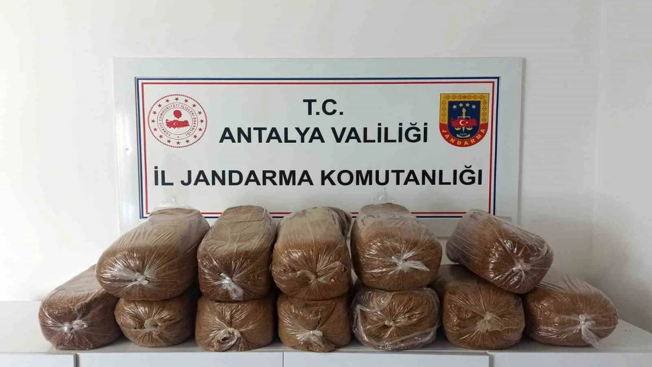 Antalyada üç ilçede kaçak tütün operasyonu: 785 kilogram tütün ele geçirildi