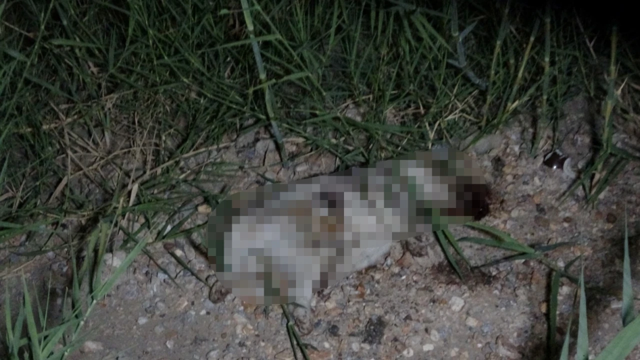 ATV aracın çarptığı yavru köpeğin taşla öldürüldüğü iddiası ortalığı karıştırdı