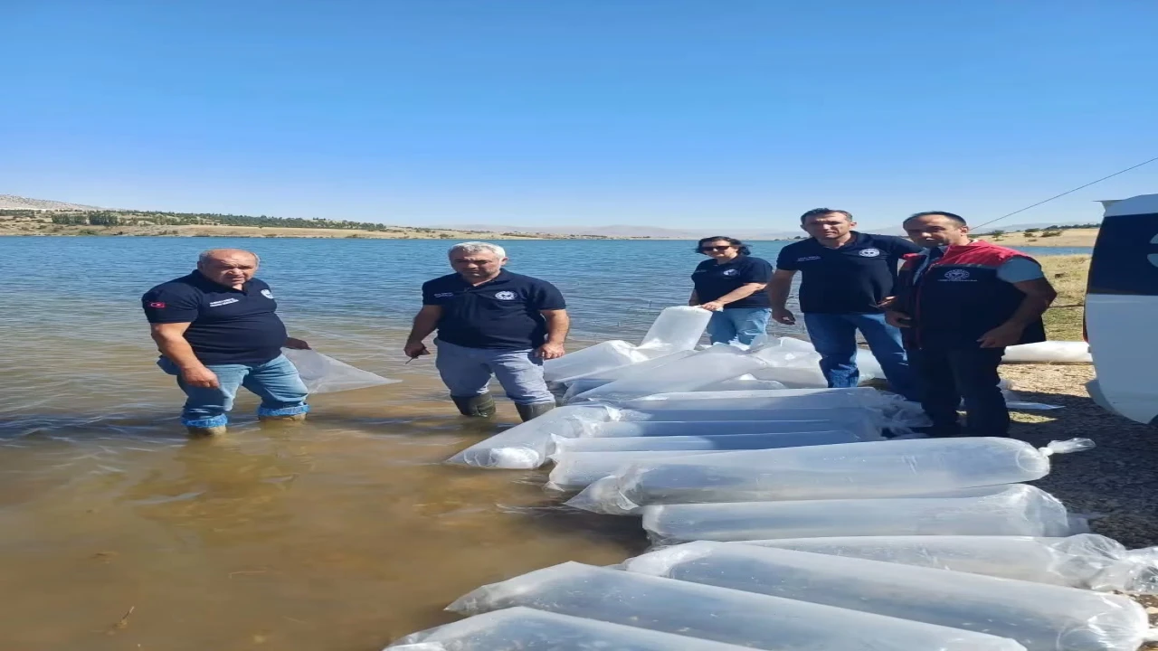 Burdurda göl ve göletler yavru sazanlarla buluştu