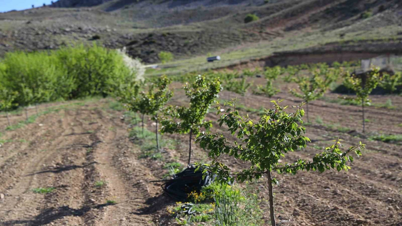 Büyükşehirin enerji desteği ile Antalya tarımı kazanıyor