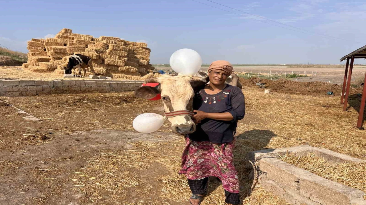 Buzağıları ve ineği telef olan kadın, Şanlıurfadan gelen iyilik dolu kamyonetle mutluluk gözyaşları döktü