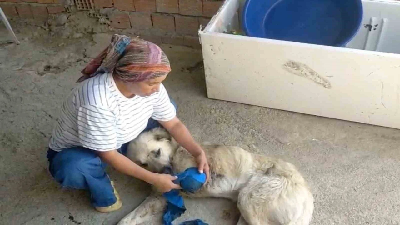 Çoban köpeğini tüfekle vurup sakat bıraktılar