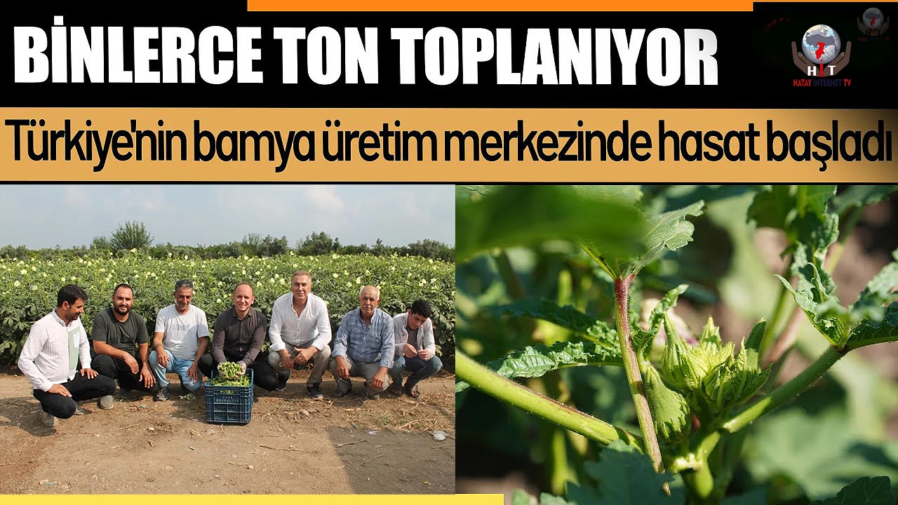 Erzinde bereketli bamya hasadı başladı