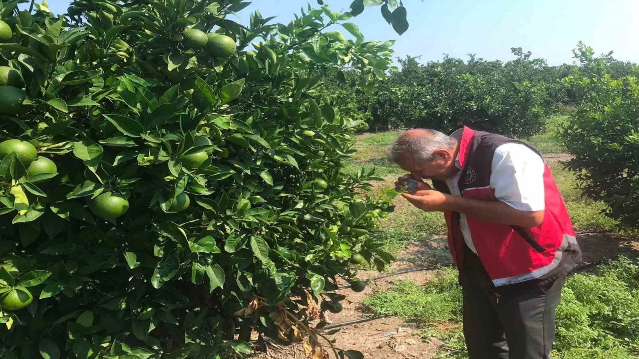 Erzinde narenciye bahçelerinde hastalık denetimi yapıldı