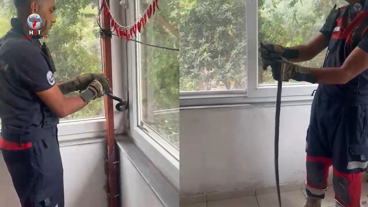 Eve giren yılan pencere arasına sıkıştı