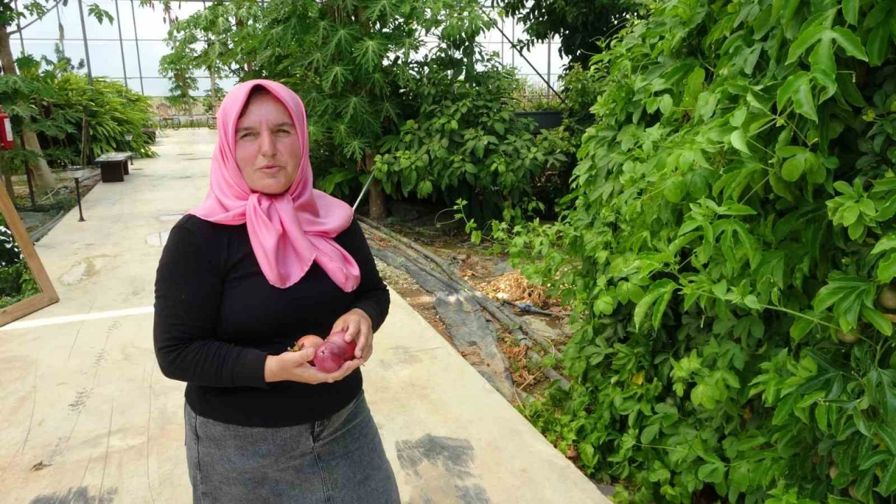 Evin çatısında tohumla başlayan yolculuk, tropikal meyve müzesine dönüştü