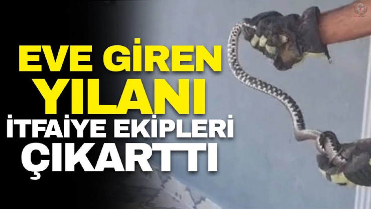 Hatayda eve giren yılanları itfaiye yakaladı