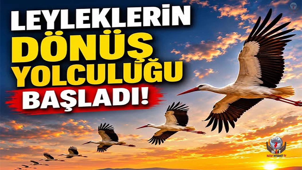 Hatay'da Leyleklerin Görsel Şöleni