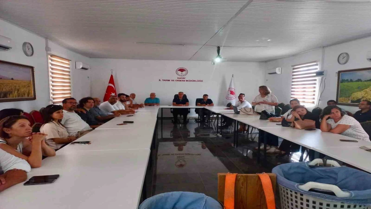 Hatayda turunçgillerde doğru hasat uygulamaları anlatıldı