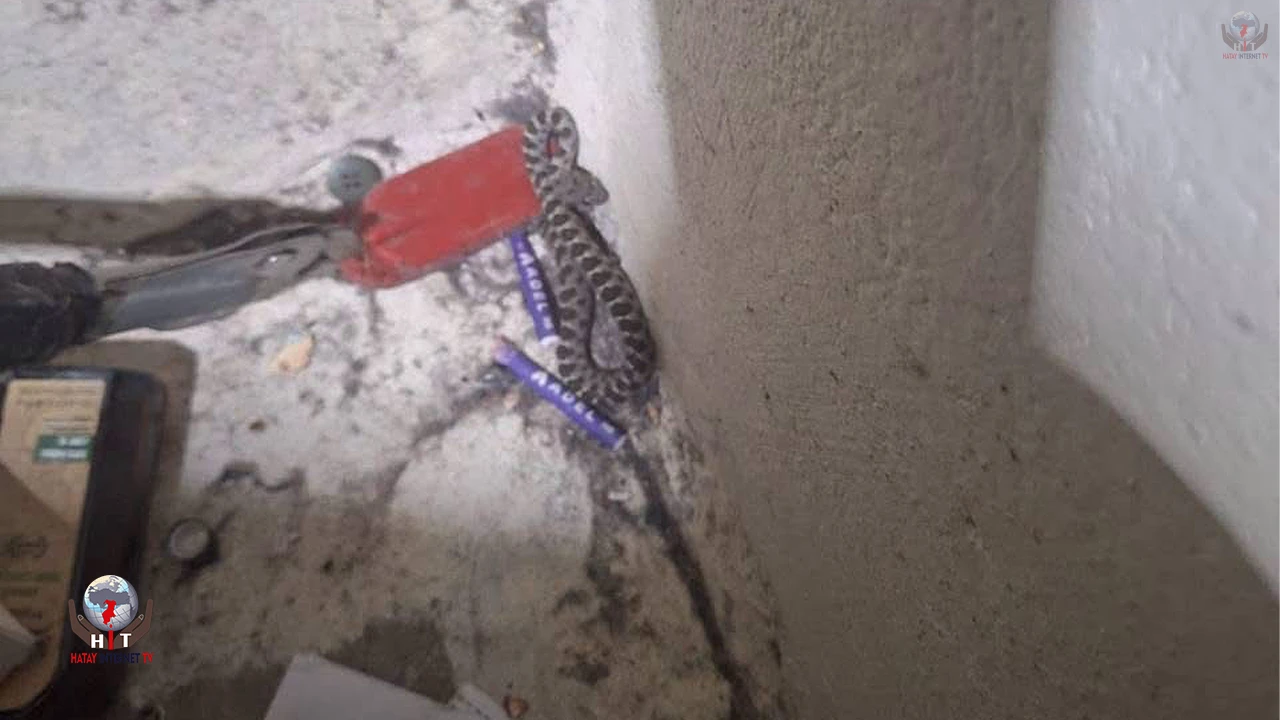 Hatayda yerleşim yerlerine giren yılanlar yakalandı