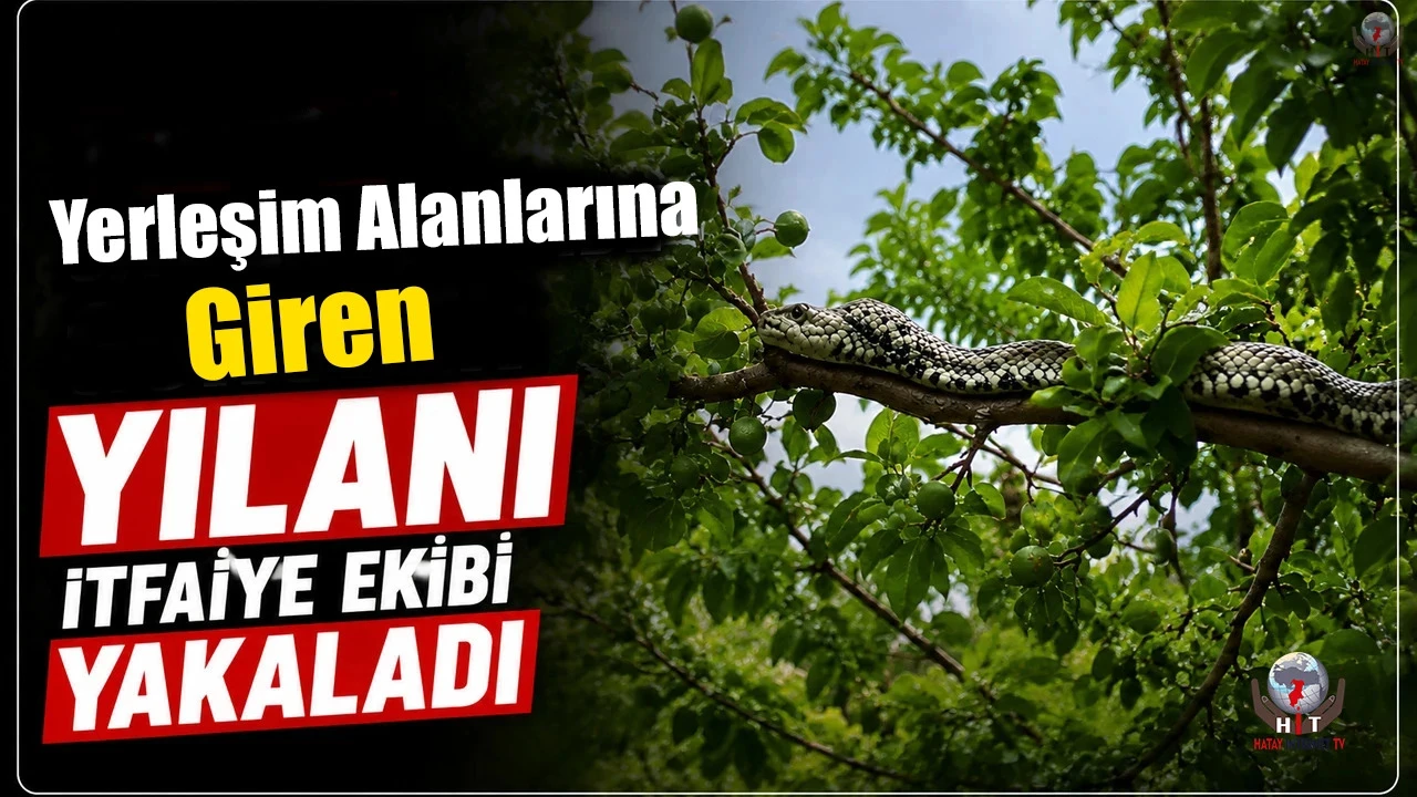 Hatayda yerleşim yerlerine giren yılanlar yakalandı