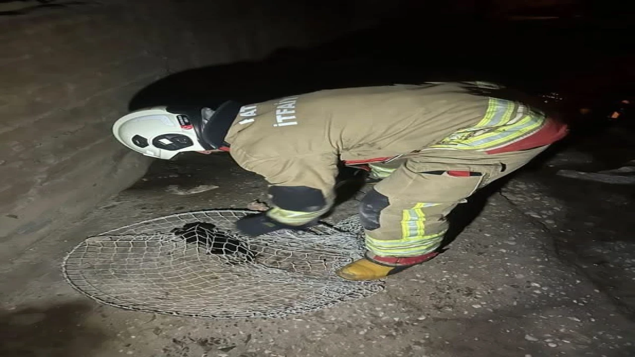 İskenderun ve Arsuzda mahsur kalan hayvanlar kurtarıldı