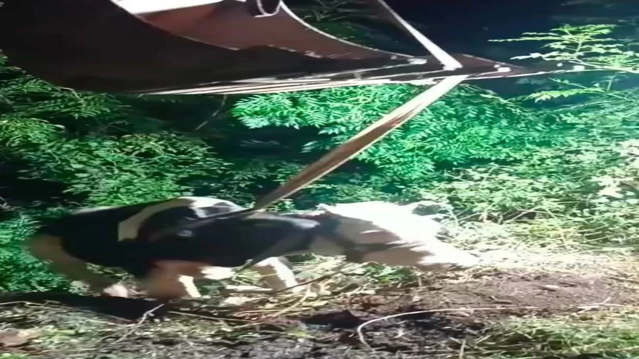 İskenderunda uçurumdan düşen inek iş makinesiyle kurtarıldı
