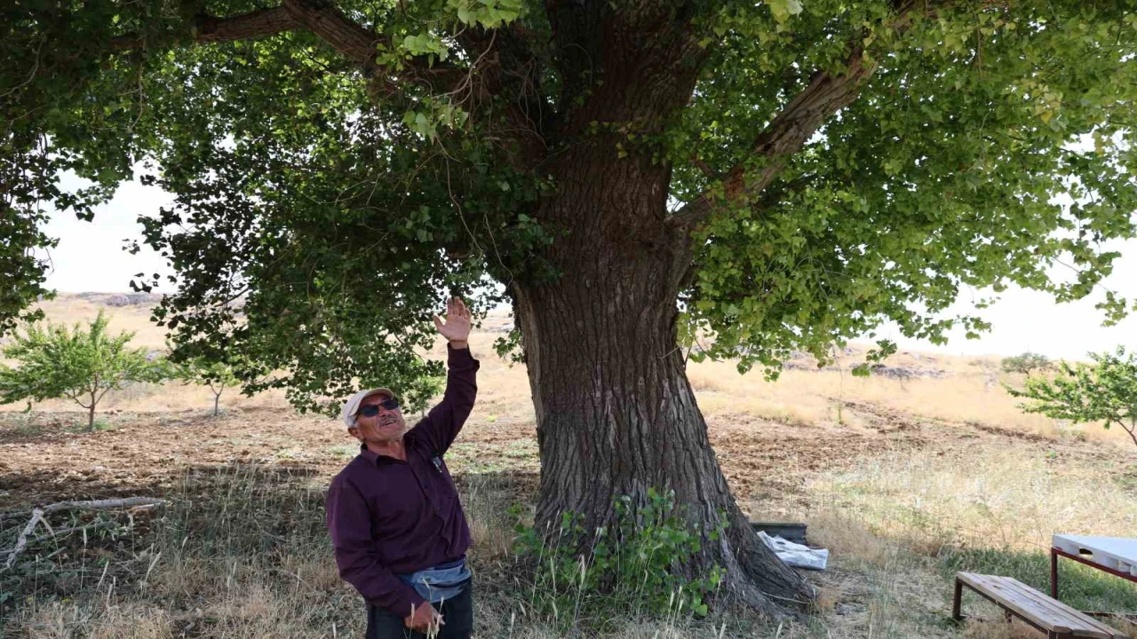 Kahramanmaraşta 300 yıllık kavak ağacı