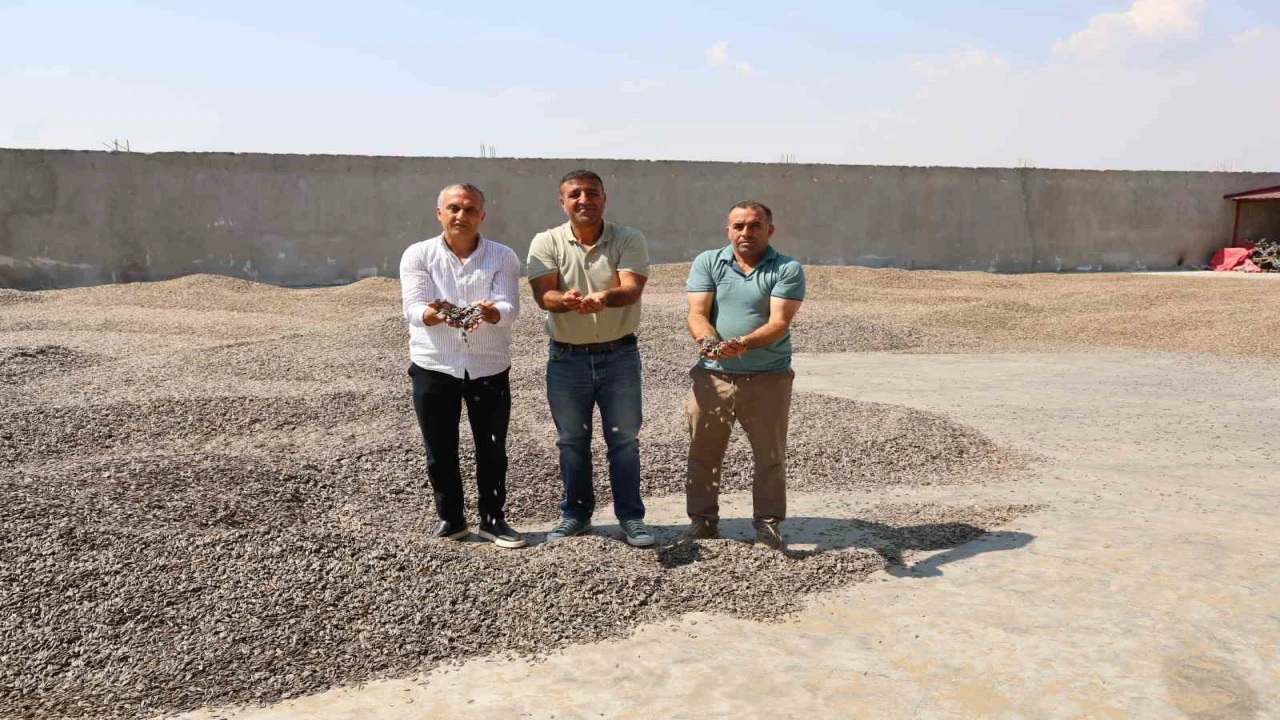 Kahramanmaraşta ay çekirdeği hasadı