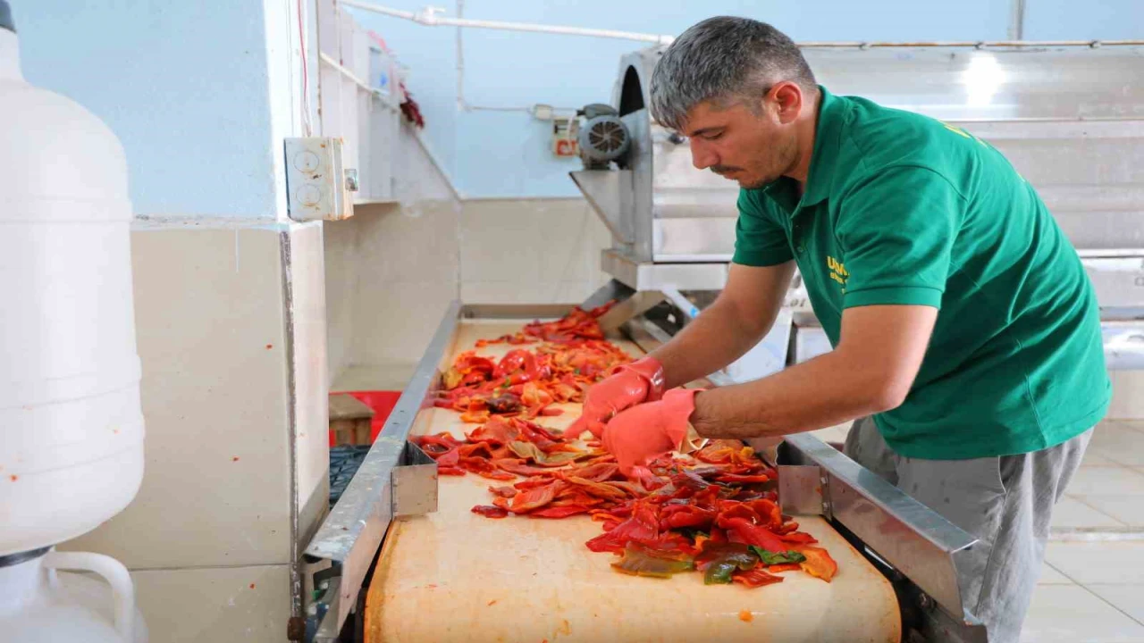 Kahramanmaraşta biber salçası mesaisi başladı