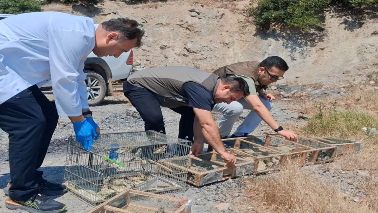 Kahramanmaraşta kaçak saka kuşu avına operasyon: 175 kuş kurtarıldı
