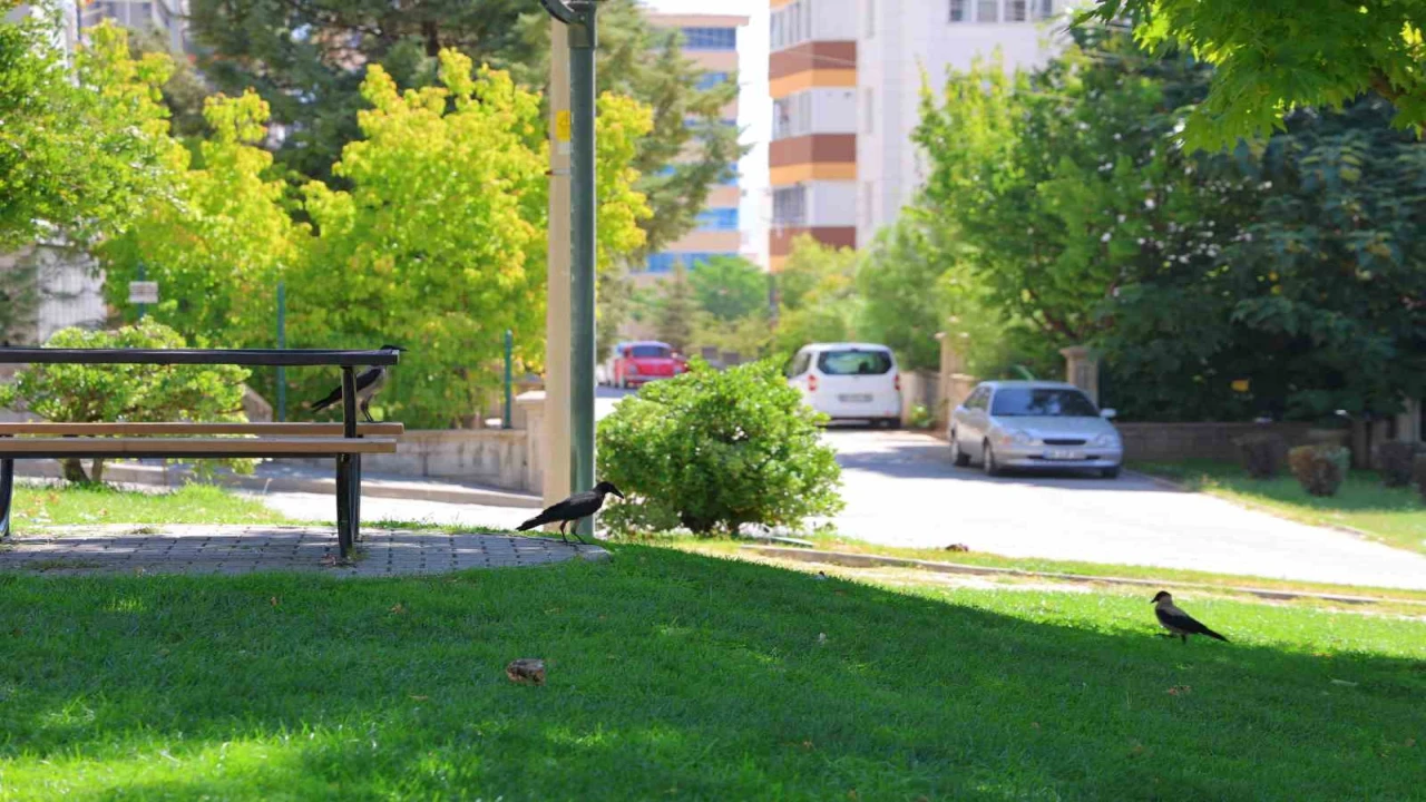 Kahramanmaraşta kargalar parkı mesken tuttu