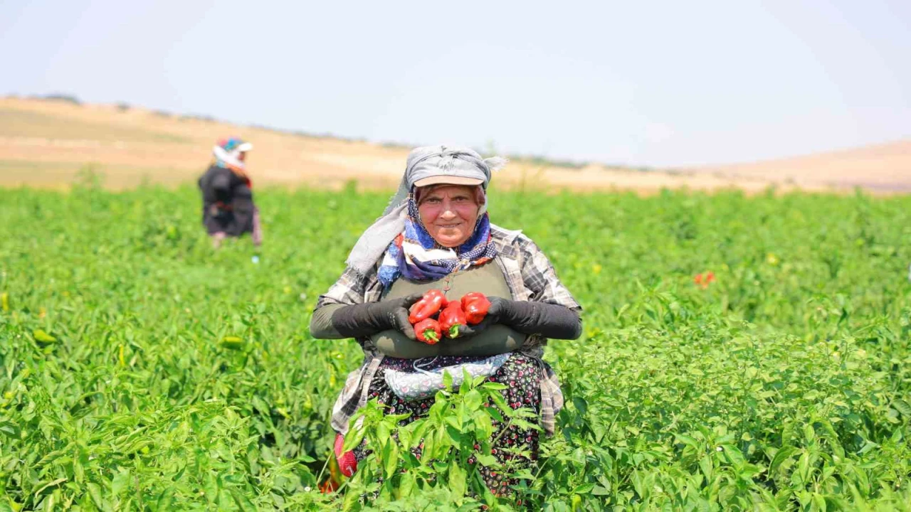 Kahramanmaraşta salçalık biber hasadı başladı