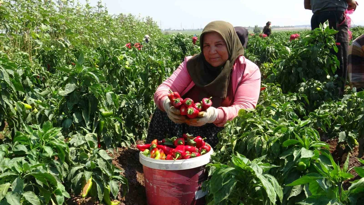 Kavurucu sıcakta acı hasatta çalışan işçiler ellerini yüzlerine süremiyorlar