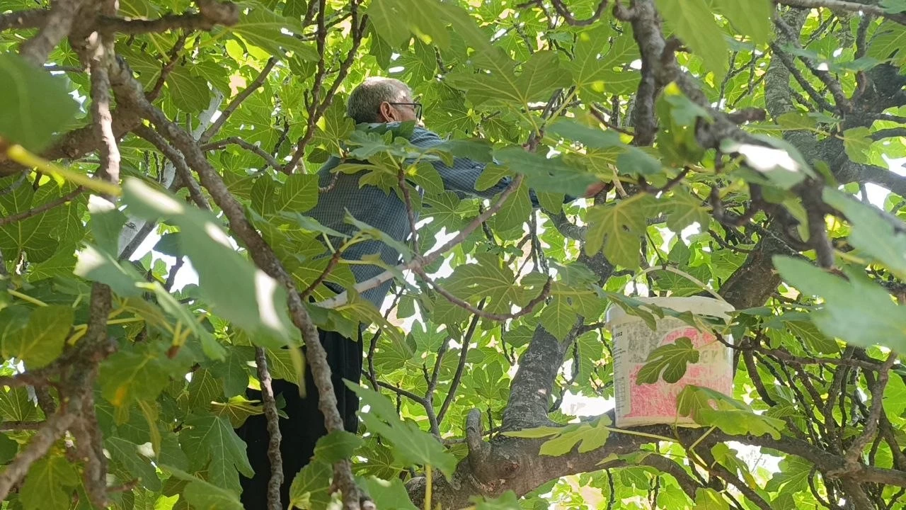 Kozanda incir hasadı başladı