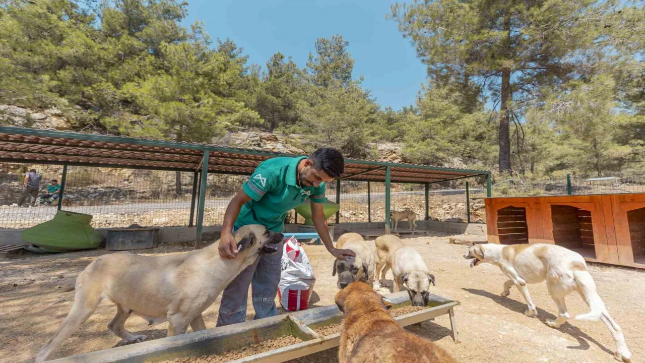 Mersinde 3 bin 295 kedi ve köpek yeni yuvasına kavuştu