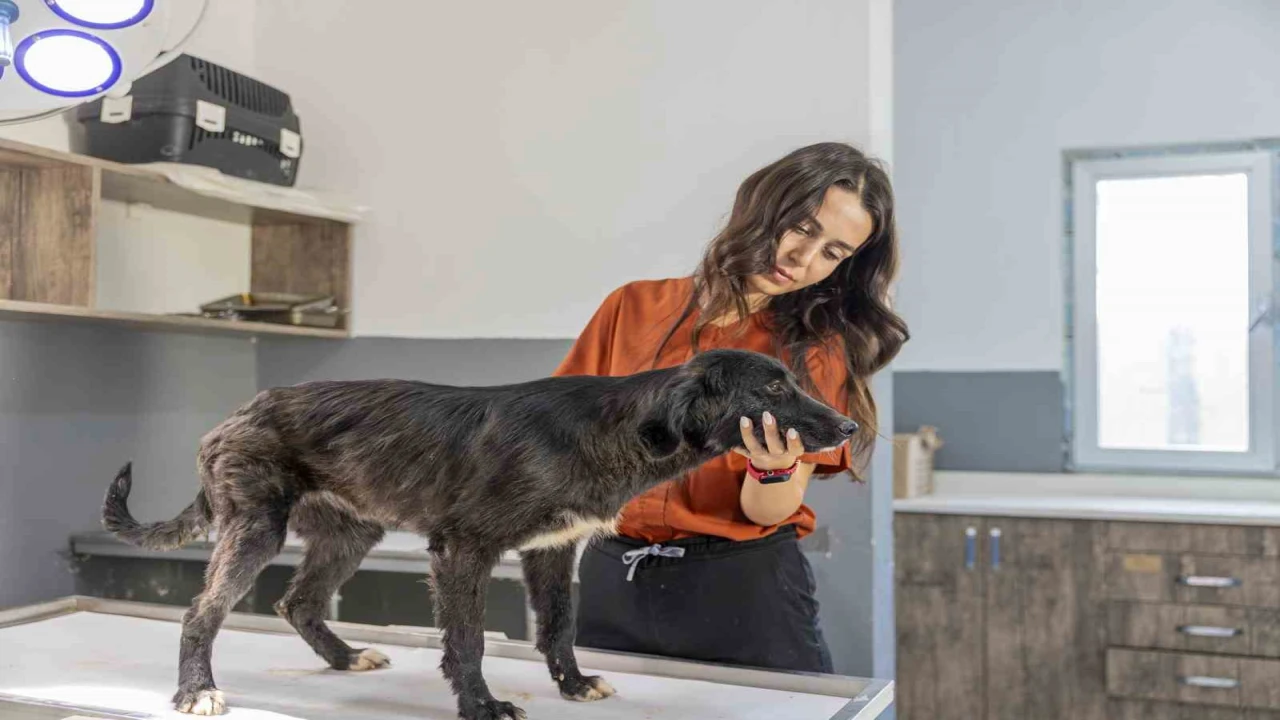Mersinde 6 aylık tedaviyle yeniden ayağa kalkan köpek sıcak yuvasını bekliyor