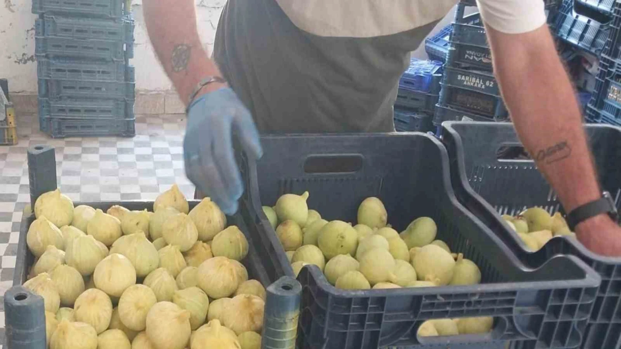Mersinde beyaz incirde yok yılı: Rekoltenin 90 bin tondan 30 bin tona düşmesi bekleniyor